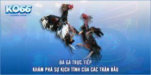 Đá Gà Trực Tiếp - Khám Phá Sự Kịch Tính Của Các Trận Đấu